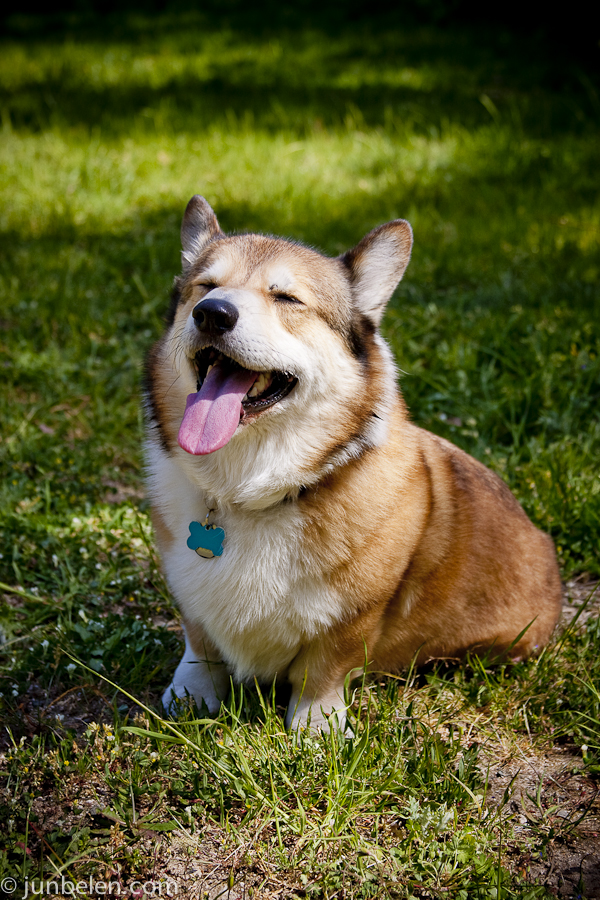 Golden store gate corgis