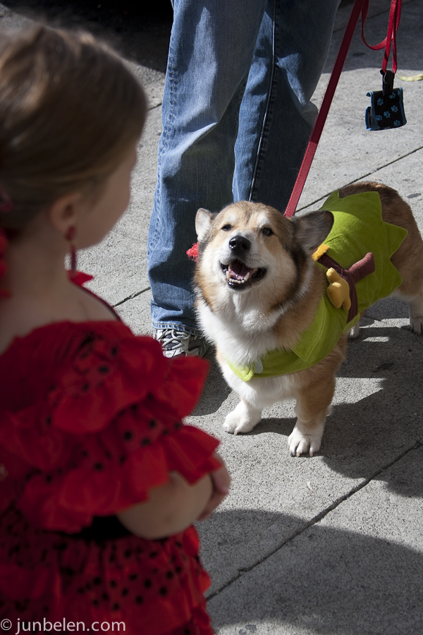 Stanford the Corgi