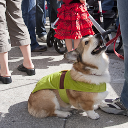 Stanford the Corgi