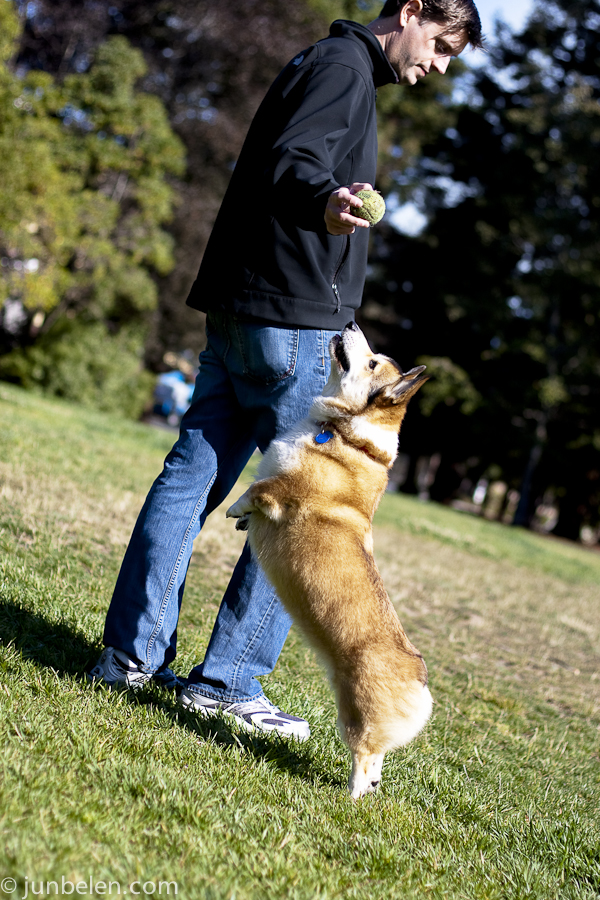 Stanford the Corgi