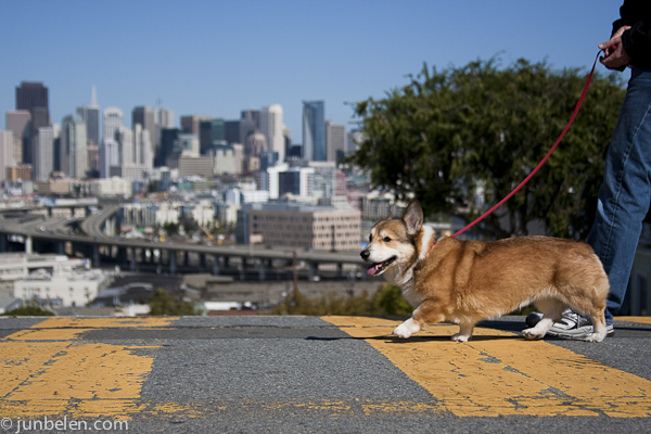 Stanford the Corgi