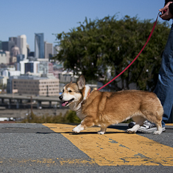 Stanford the Corgi