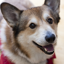 Stanford the Corgi