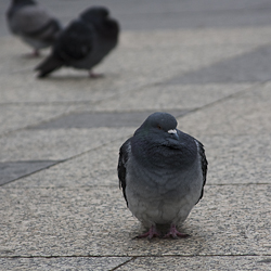 Pigeons