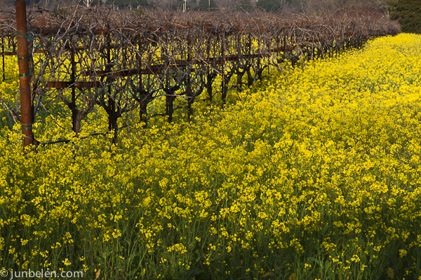 Napa Valley in Winter