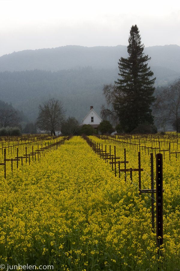 Napa Valley in Winter