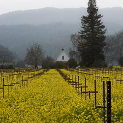 Napa Valley in Winter