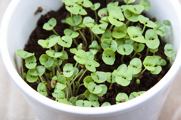 Starting an Herb Garden How to Grow Herbs in Pots at Home Junblog