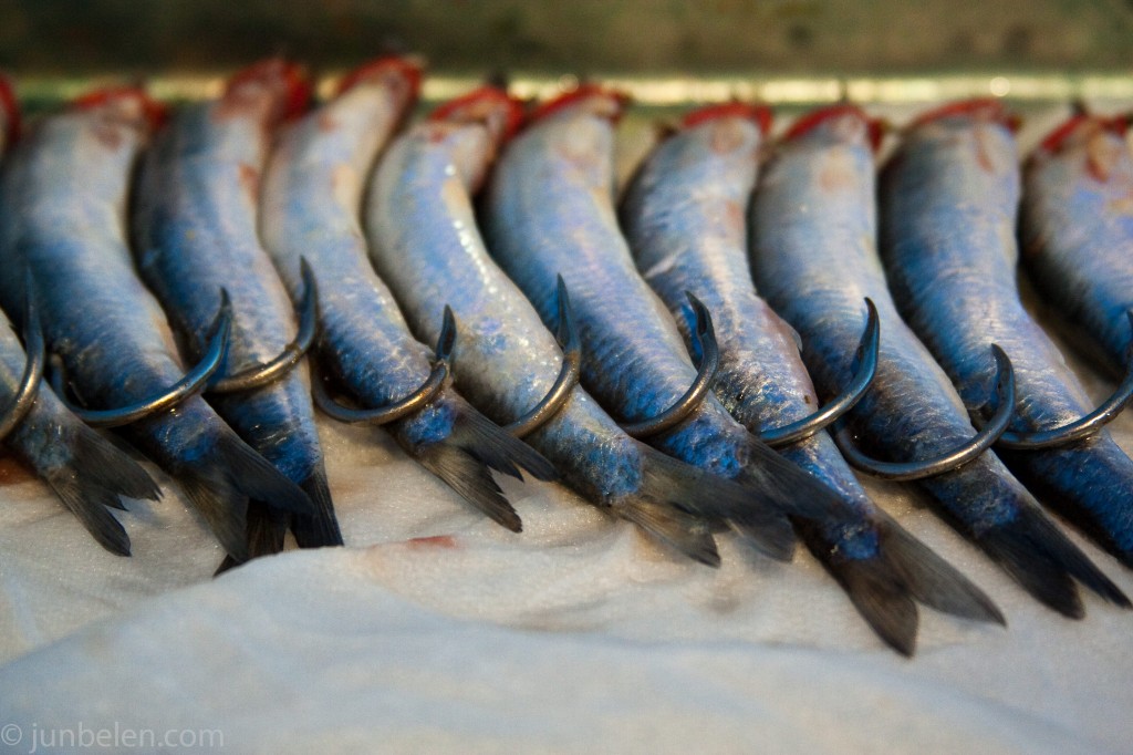 Anchovies as Bait for Salmon Fishing