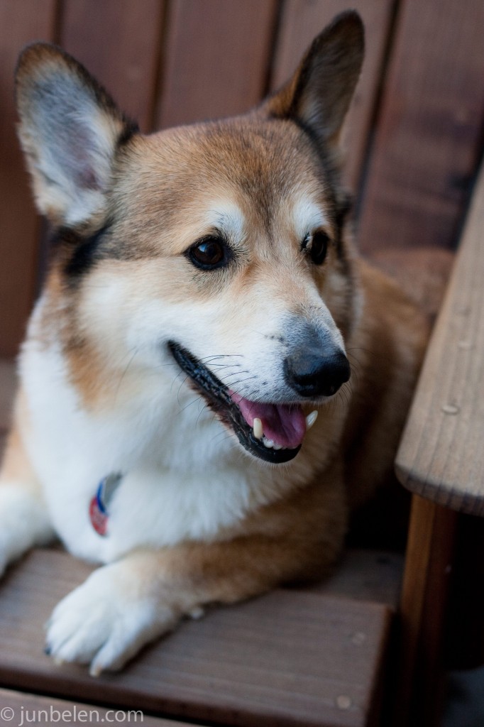 Stanford, the Corgi