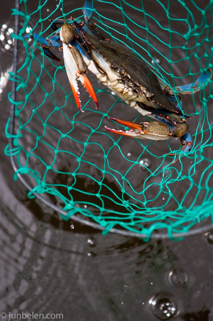 Blue Crabs in the Outer Banks