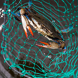 How to Catch and Cook Blue Crabs: Blue Crabbing in the Outer Banks