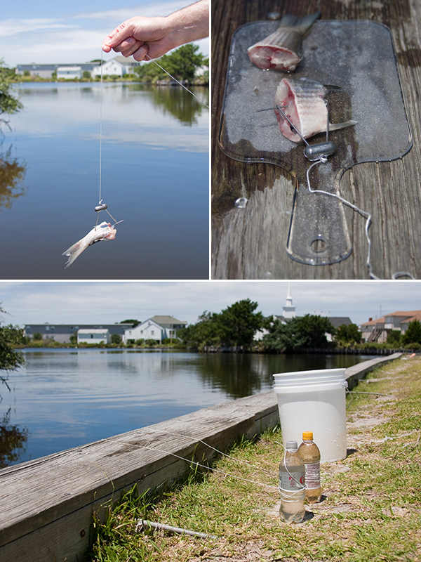 catching blue crabs