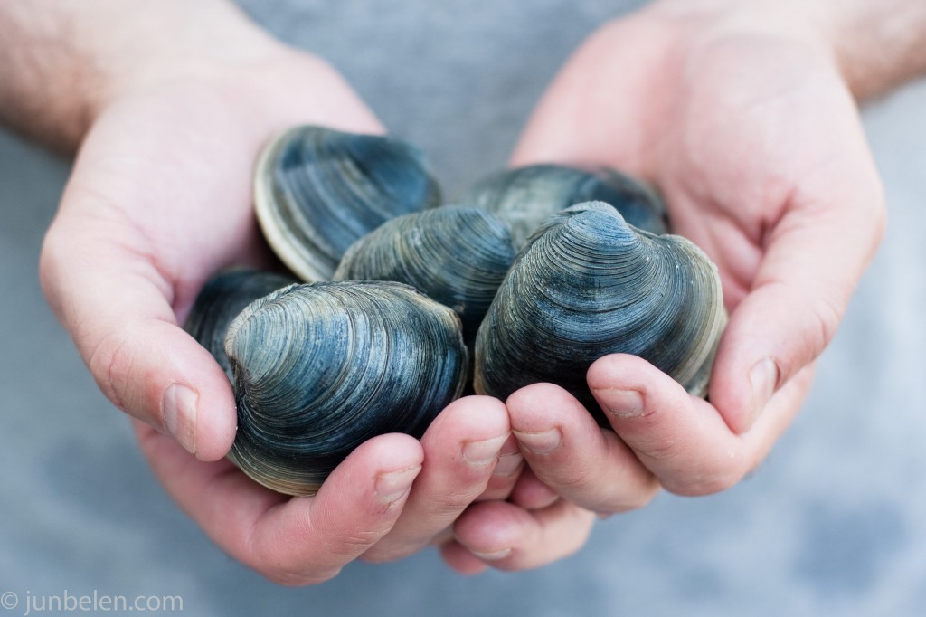 Outer Banks Clamming