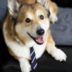 Stanford the Corgi