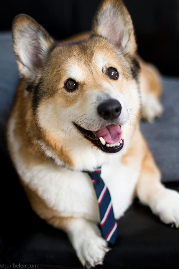 Chocolate corgi outlet