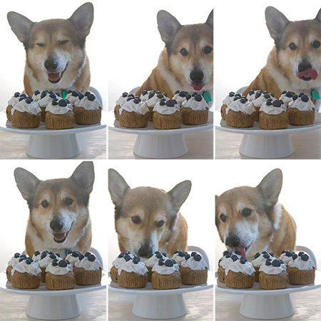 Stanford Blueberry Pupcakes for Dogs