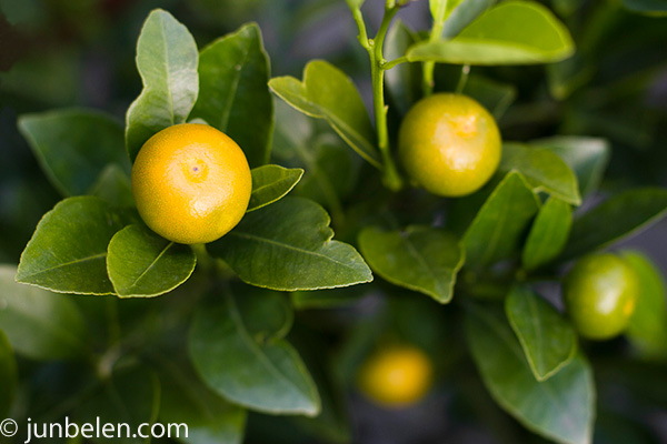 Calamondin Calamansi