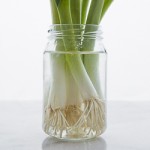 Green-Onions