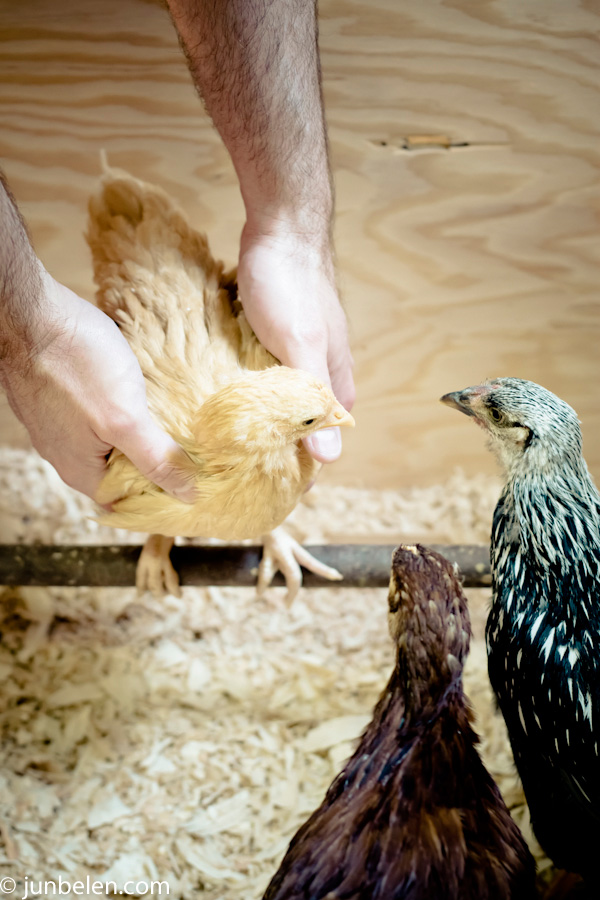 Teaching Chickens to Roost