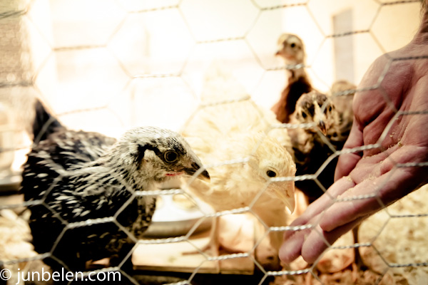 Teaching Chickens to Roost