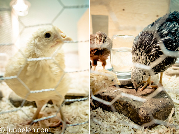 Teaching Chickens to Roost