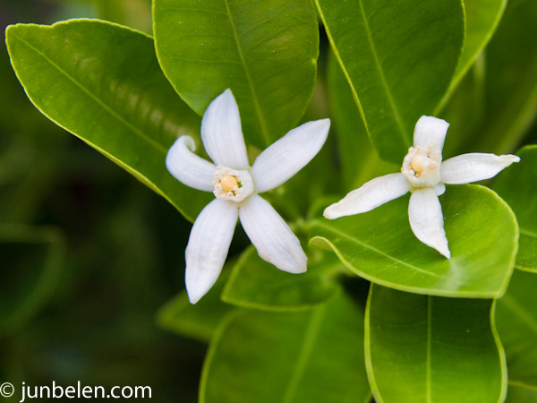 Calamansi Tree