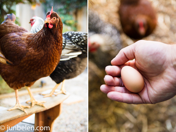 Golden Girls First Egg