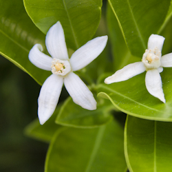 Calamansi Tree Giveaway