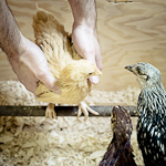 How to Roost a Chicken