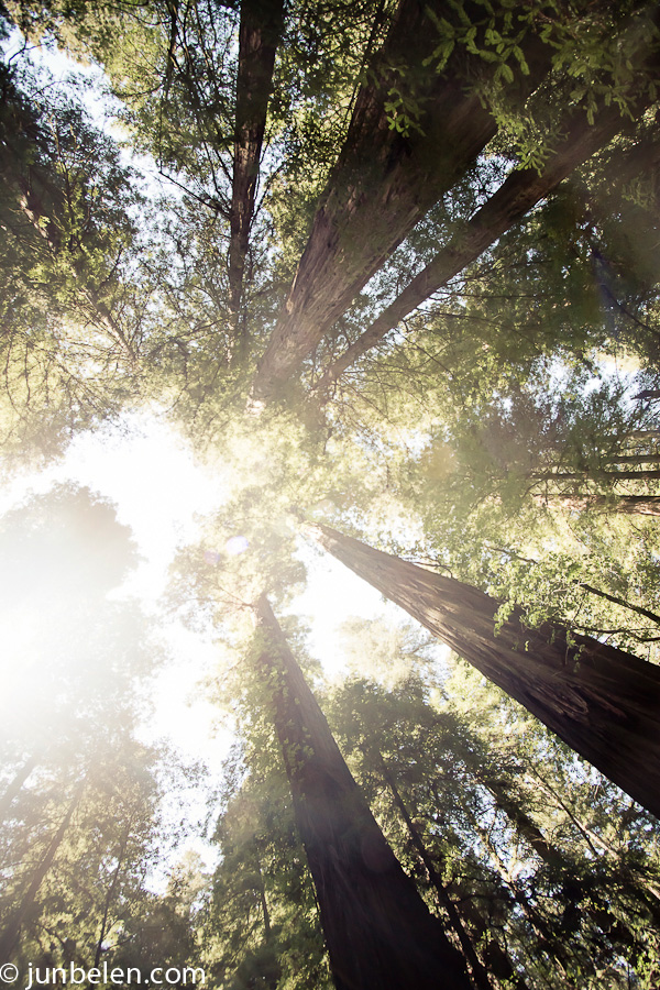 Redwoods