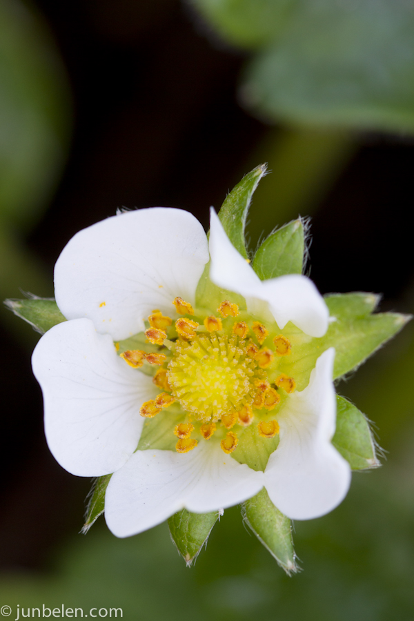 Strawberry Blossom