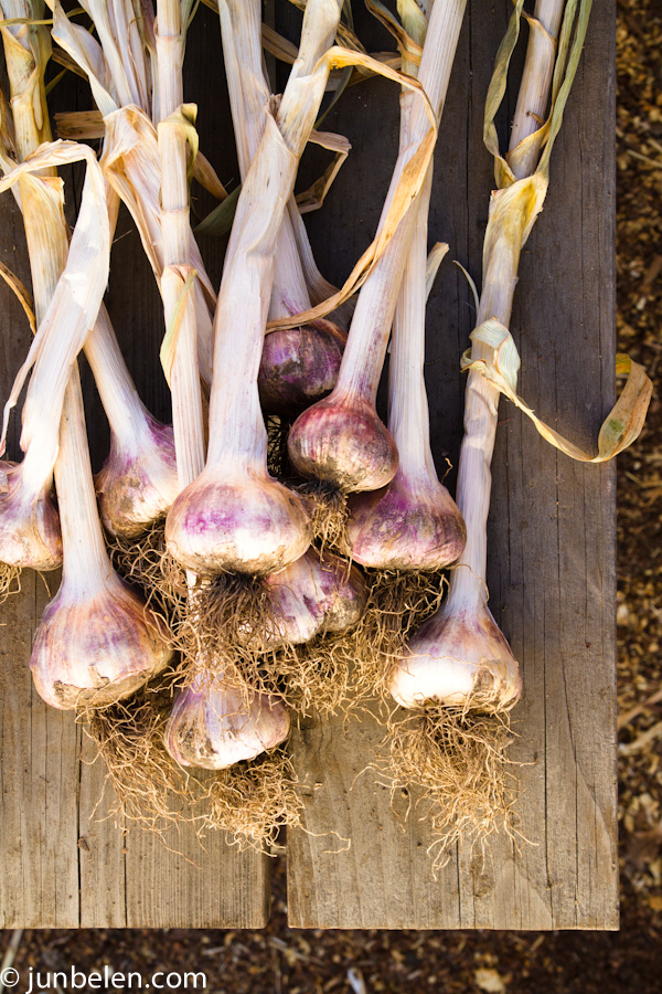 Garlic Harvest