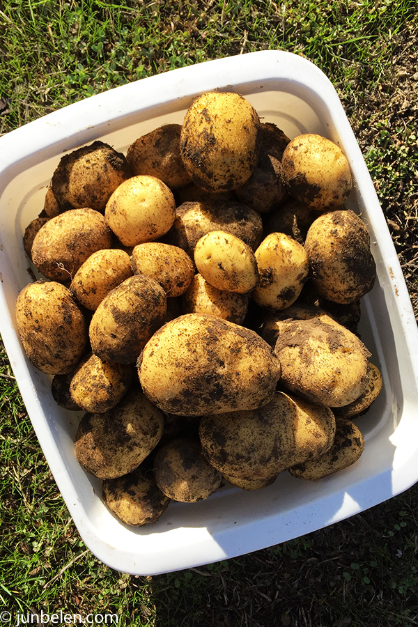 Yukon Gold Potatoes for Shepherds Pie